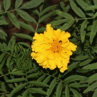 <i>Tagetes erecta</i>  L.